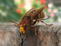 Yorkshire wasp control 376591 Image 0